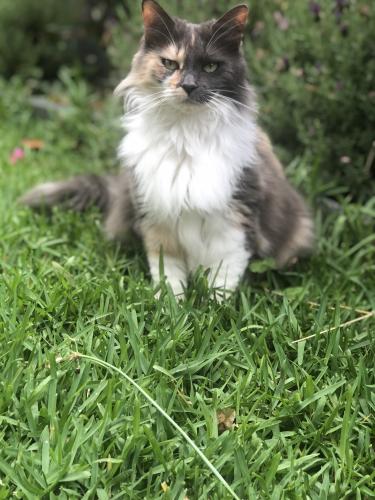 Lost Female Cat last seen Corner of Longwood Dr and Loxton terrace in Epping 3076, Epping, VIC 3076
