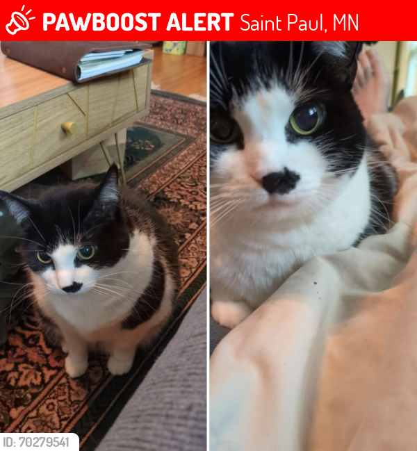 Lost Female Cat last seen Rondo Ave and Chatsworth St, Saint Paul, MN 55103