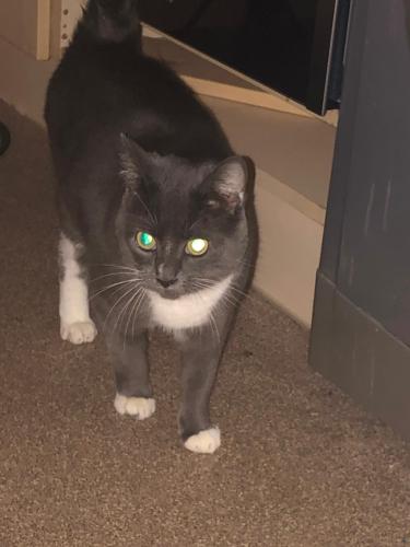 Lost Female Cat last seen Islington n7, n4, Greater London, England N7