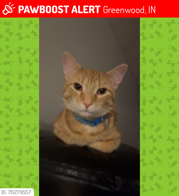Lost Male Cat last seen Smith Valley and 135, Greenwood, IN 46142