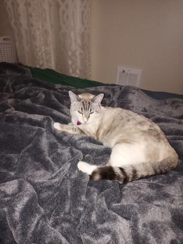 Lost Female Cat last seen 41st ave and grant street, West Richland, WA 99353
