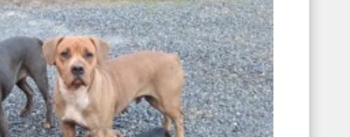 Lost Female Dog last seen Walmart in Pickens , Pickens, SC 29671