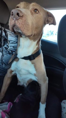 Lost Female Dog last seen Near Deer grass chaparral new mexico , Chaparral, NM 88081