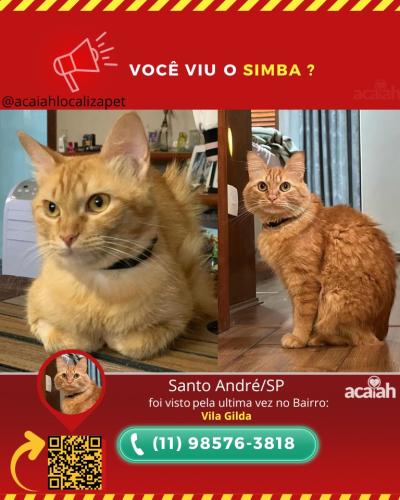 Lost Male Cat last seen Rua ouro preto, 47 - Vila Gilda, Santo André - SP, Vila Gilda, SP 09190-450