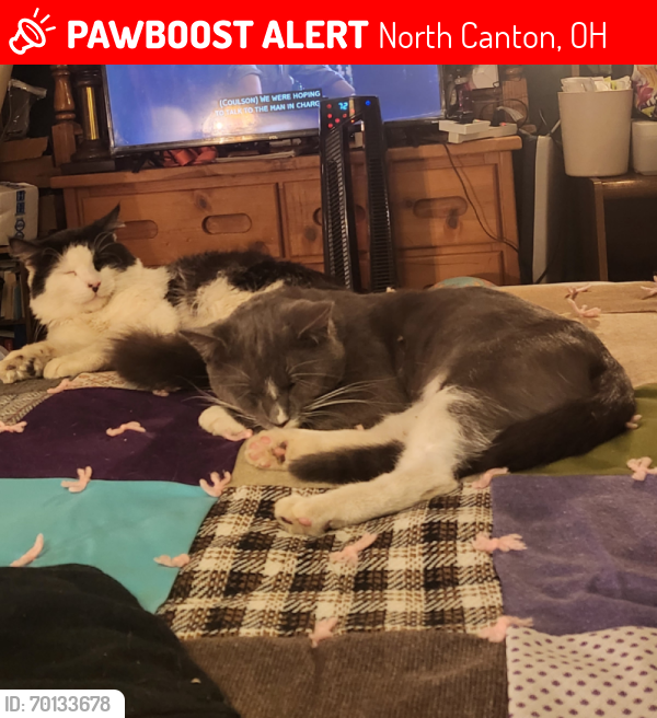 Lost Male Cat last seen Timberview Street NW & Pleasantwood Ave between Dunkin & Marc's NW North Canton, North Canton, OH 44720