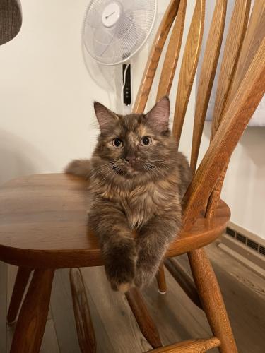 Lost Female Cat last seen Union Ave and W Ninth Street Belvidere, IL 61008, Belvidere, IL 61008