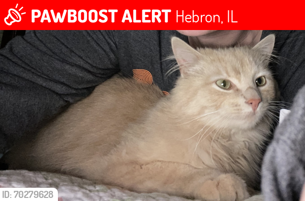 Lost Female Cat last seen Near Prairie Ave Hebron, Il 60034  , Hebron, IL 60034