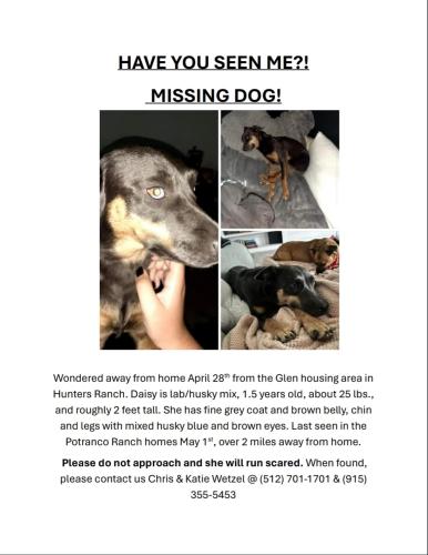 Lost Female Dog last seen Heading west, possibly towards Castroville , Castroville, TX 78009