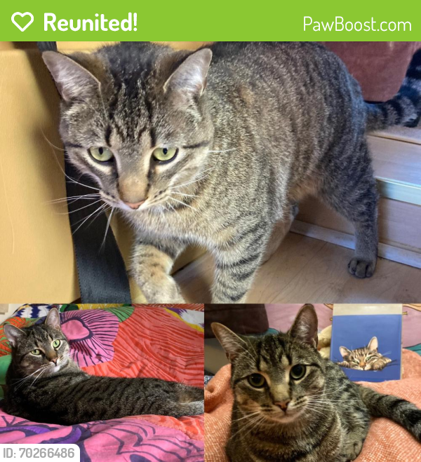 Reunited Male Cat last seen beaudry street and ontario street, Montréal, QC H2L 3G4