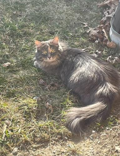 Lost Female Cat last seen Whites Rd and Finch Ave, Pickering, ON 