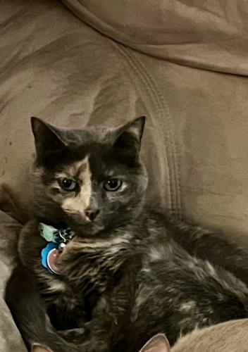 Lost Female Cat last seen Texas Roadhouse in Okolona/Blue Lick Road area , Louisville, KY 40219