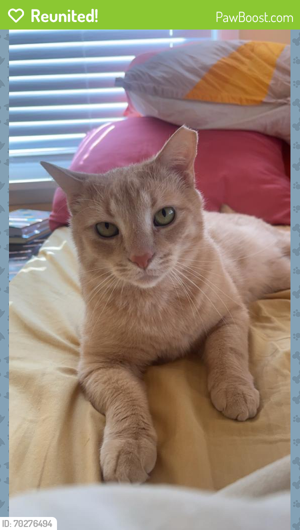 Reunited Male Cat last seen Dellbank Drive, Cleveland, OH 44144