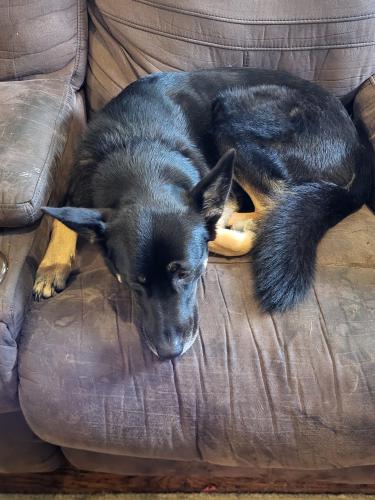 Lost Female Dog last seen Magnolias Ave, Knoxville, TN 37914