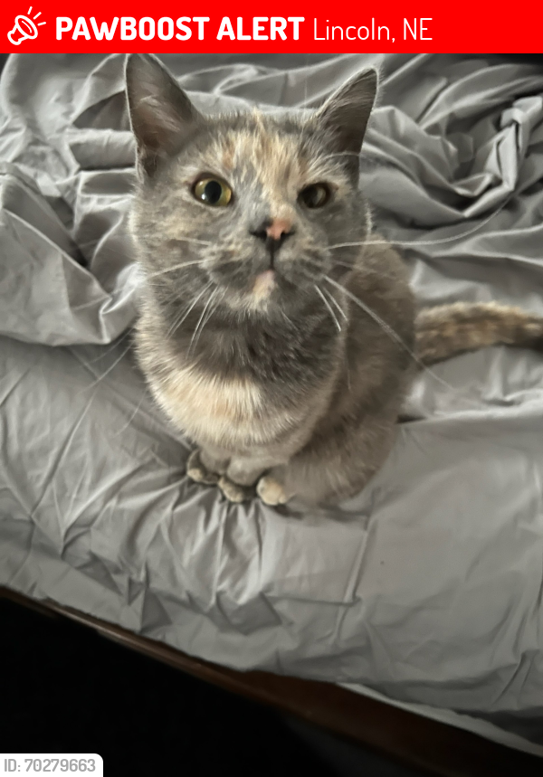 Lost Female Cat last seen 33rd and Huntington , Lincoln, NE 68503