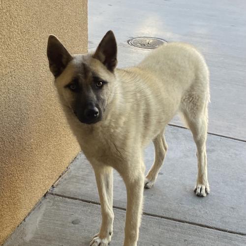 Lost Female Dog last seen Fairfax high school, Bakersfield, CA 93306