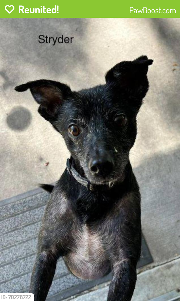 Reunited Male Dog last seen Tumbleweed Road, Middleburg, FL 32068