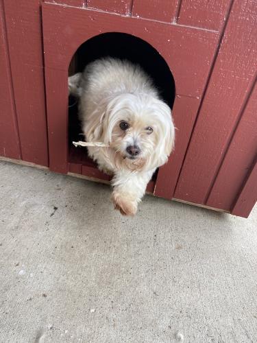 Lost Female Dog last seen North Silvergreen Drive., Channelview, TX 77530