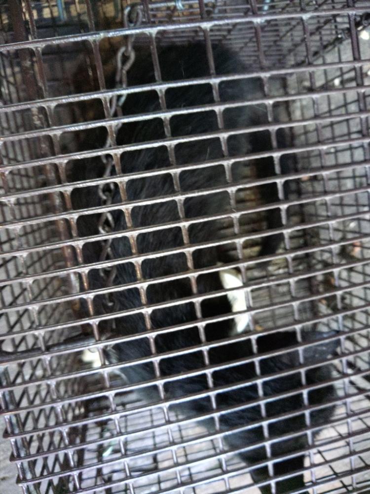 Shelter Stray Unknown Cat last seen Apt 99,1312 Roper Drive, SCOTT, LA, 70583, Lafayette, LA 70507