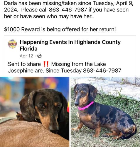 Lost Female Dog last seen Lake Josephine Drive, Highlands County, FL 33875