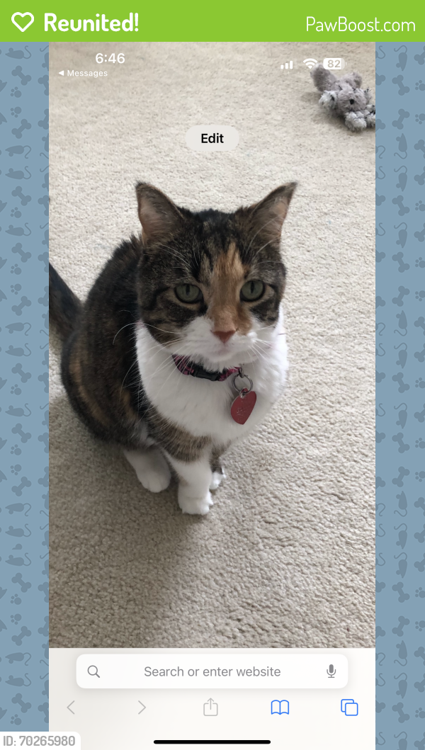 Reunited Female Cat last seen Bach Buxton/Shayler, Union Township, OH 45103