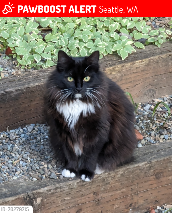 Lost Female Cat last seen 16th Ave NW and 80th st, Seattle, WA 98117