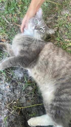 Lost Female Cat last seen Off midway road, Port St. Lucie, FL 34986