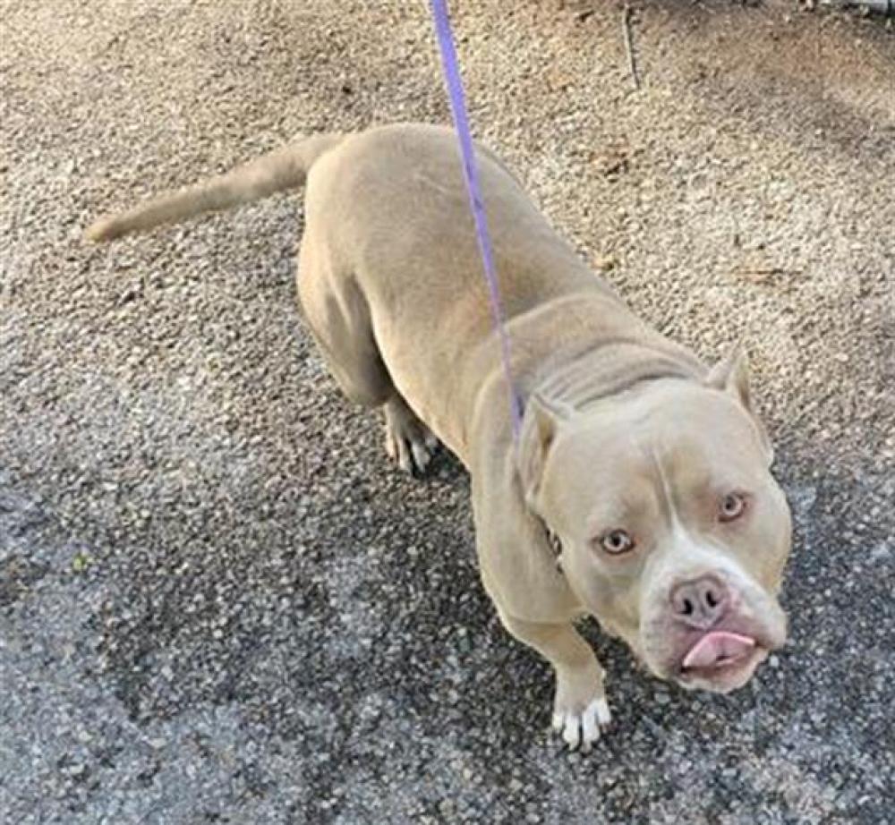 Shelter Stray Male Dog last seen Near BLOCK W DAVISON ST, DETROIT, MI 48238, Detroit, MI 48211