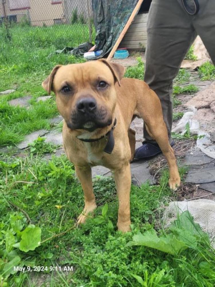 Shelter Stray Male Dog last seen Near BLOCK ELMDALE ST, DETROIT, MI, Detroit, MI 48211