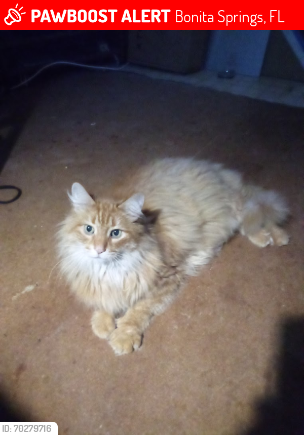 Lost Male Cat last seen Bonita St James Village, Bonita Springs, FL 34135