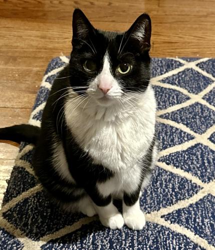 Lost Female Cat last seen On camera in ally between 1300 block of Newport $ Cornelia east of Southport, Chicago, IL 60657
