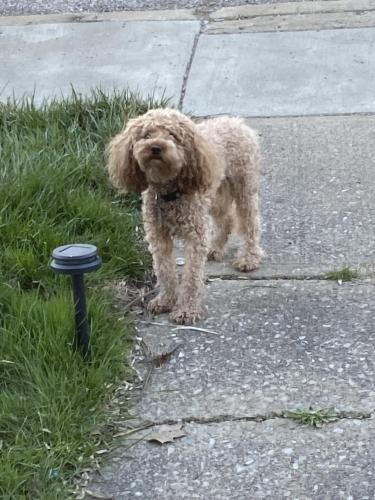 Lost Male Dog last seen West 80th in Lorain ave , Cleveland, OH 44102