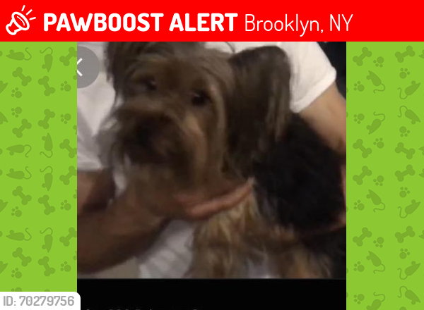 Lost Female Dog last seen Near -- yorkie female, Brooklyn, NY 11237