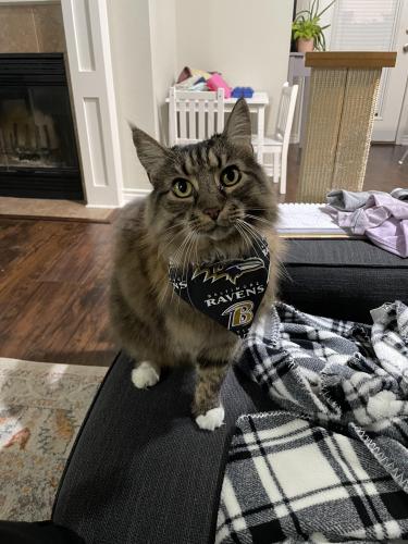 Lost Male Cat last seen Fort Dr and Russo Dr, Westampton, NJ 08060