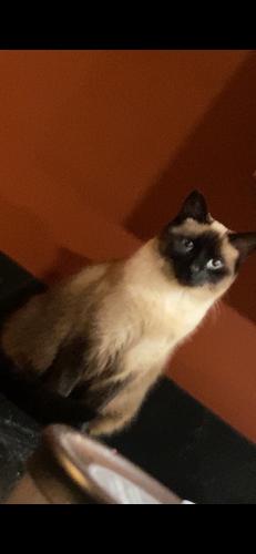 Lost Female Cat last seen Airport and portsmouth, Saginaw, MI 48607