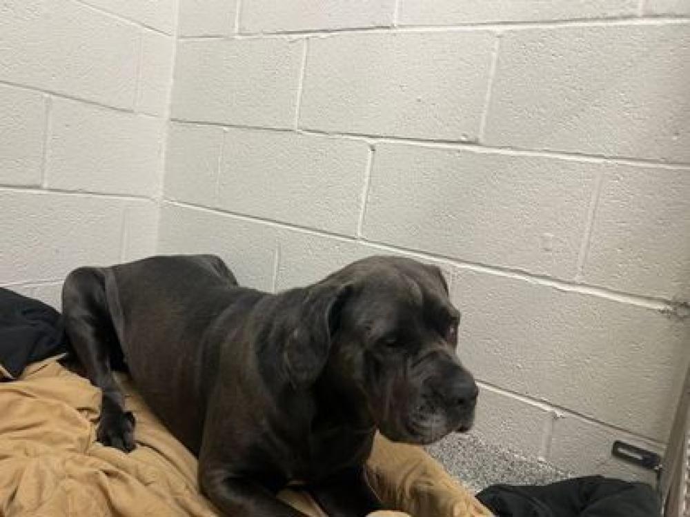 Shelter Stray Male Dog last seen Near Brookfield Ave, 21217, MD, Baltimore, MD 21230