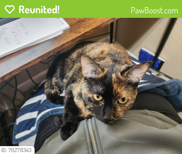 Reunited Female Cat last seen Copper Basin, San Tan Valley, AZ 85143