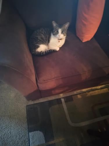 Lost Female Cat last seen Eastern and Franklin , Grand Rapids, MI 49506