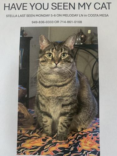 Lost Female Cat last seen Melody ln Costa Mesa , Costa Mesa, CA 92627