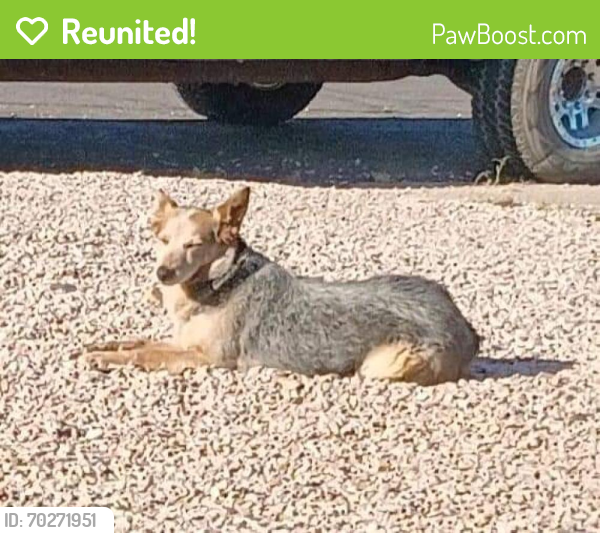 Reunited Female Dog last seen 19th Ave & Camelback , Phoenix, AZ 85015