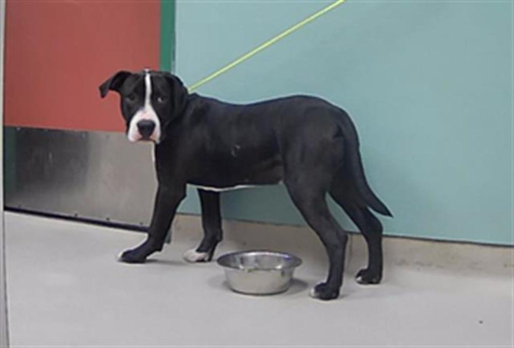 Shelter Stray Male Dog last seen Near N VIRGINIA ST, RENO NV 89506, Reno, NV 89502