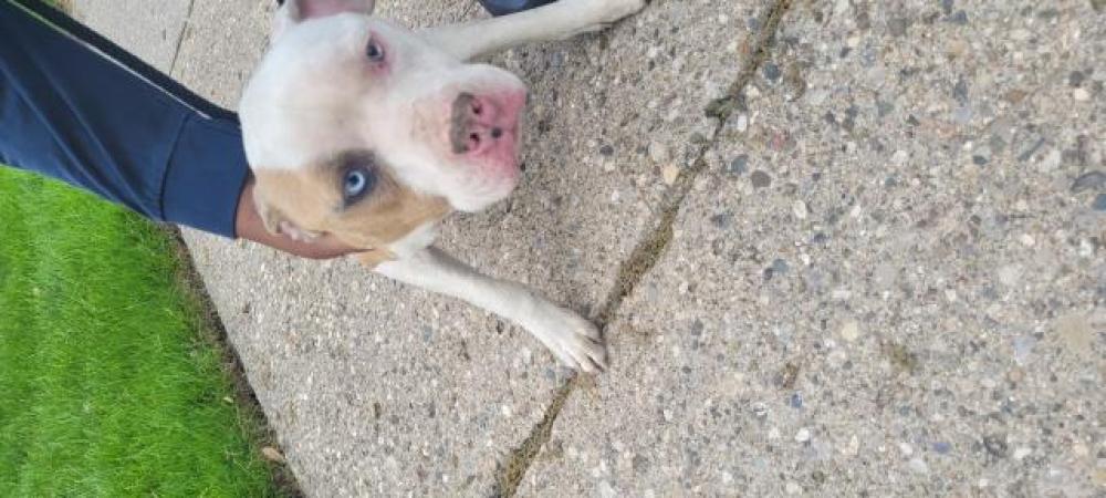 Shelter Stray Male Dog last seen Near BLOCK BARTON ST, DETROIT, MI, Detroit, MI 48211