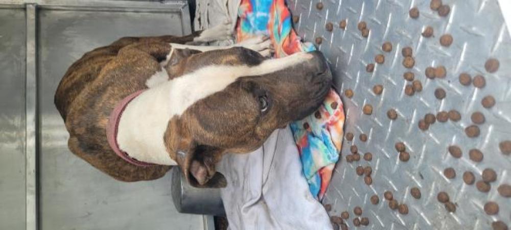 Shelter Stray Female Dog last seen Near BLOCK BARTON ST, DETROIT, MI, Detroit, MI 48211