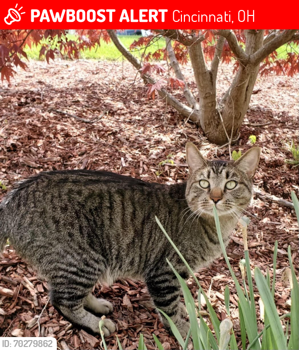 Lost Male Cat last seen Fiddlers Green and Briargreen.. potentially down in Addyston, Cincinnati, OH 45001