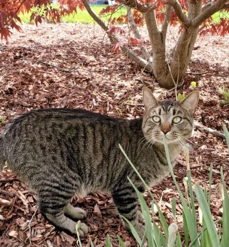 Lost Male Cat last seen Fiddlers Green and Briargreen.. potentially down in Addyston, Cincinnati, OH 45001