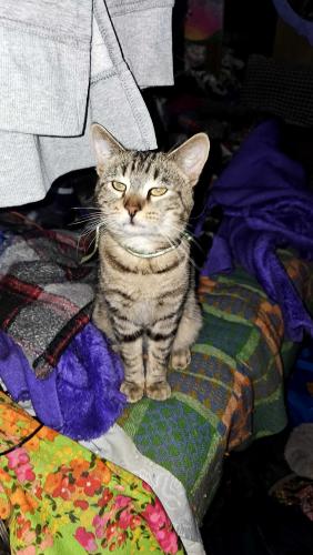 Lost Male Cat last seen Antelope white city, Eagle Point, OR 97524