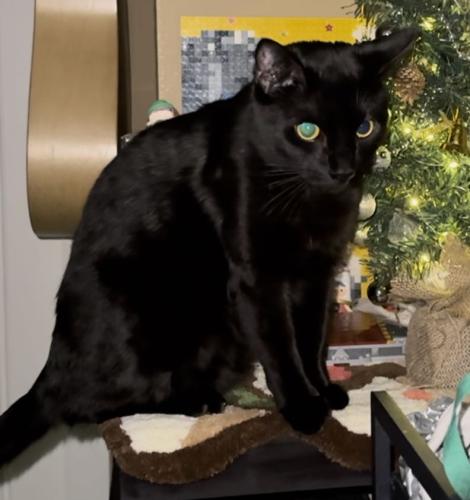 Lost Male Cat last seen Near 62ave Surrey, Surrey, BC V3S 6N4