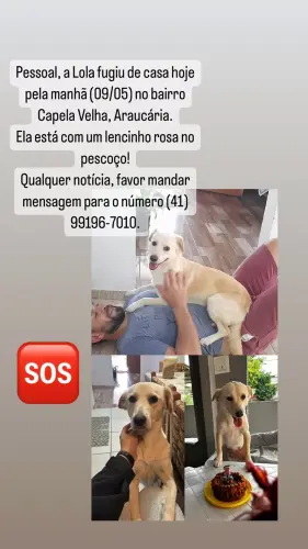 Lost Female Dog last seen Avenida dos Pinheirais, Capela Velha, PR 83706-030