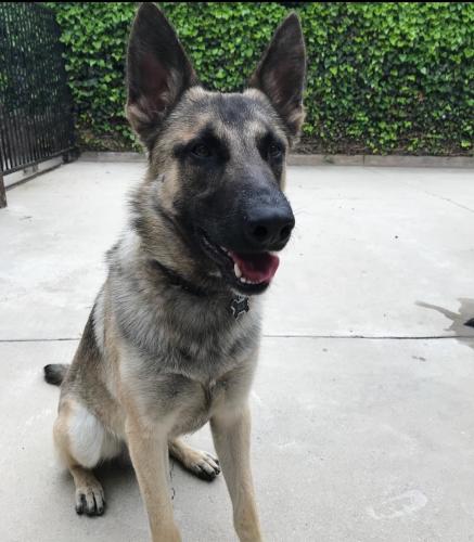 Lost Male Dog last seen Lassen St and Burnet Ave, Los Angeles, CA 91343