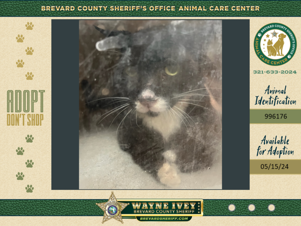 Shelter Stray Female Cat last seen Near Date Palm Street, COCOA, FL, 32927, Melbourne, FL 32934