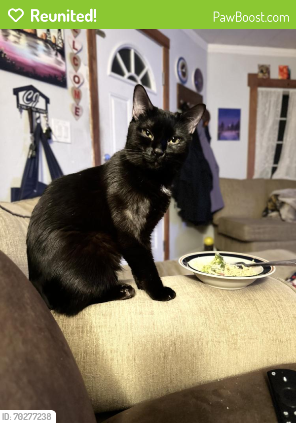 Reunited Male Cat last seen 21st Ave S and 5th Street , Nampa, ID 83651